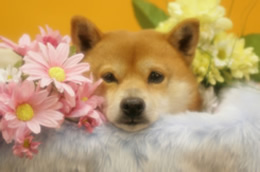 予約優先の理由